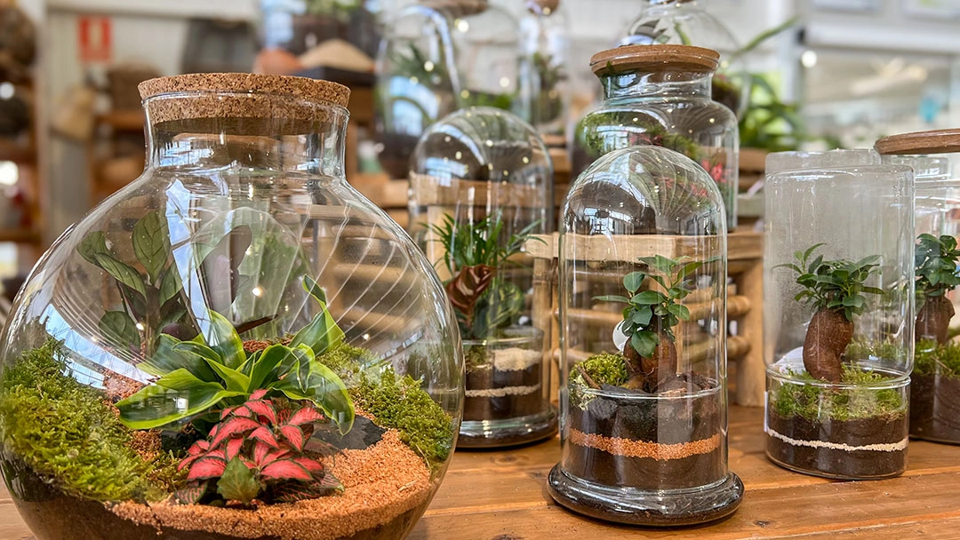 Terrario decorativo elaborado por Dijardín como ejemplo de diseño biofílico en miniatura