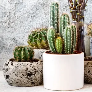 cactus coleccionista suculentas crasas macetas