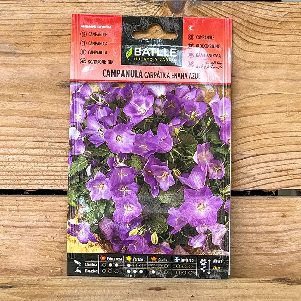 Semillas Campanula Carpática Enana Azul
