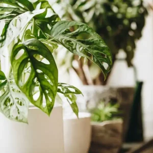 plantas de interior comprar online envio rapido seguro en 24h