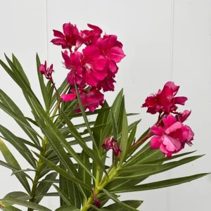 Adelfa (Nerium oleander)