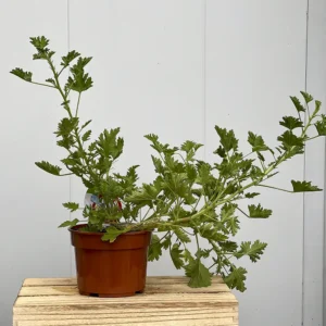 Geranio Antimosquitos (Pelargonium citrodorum)