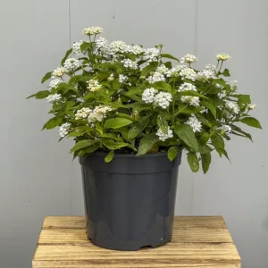 Lantana Camara (Colores surtidos)