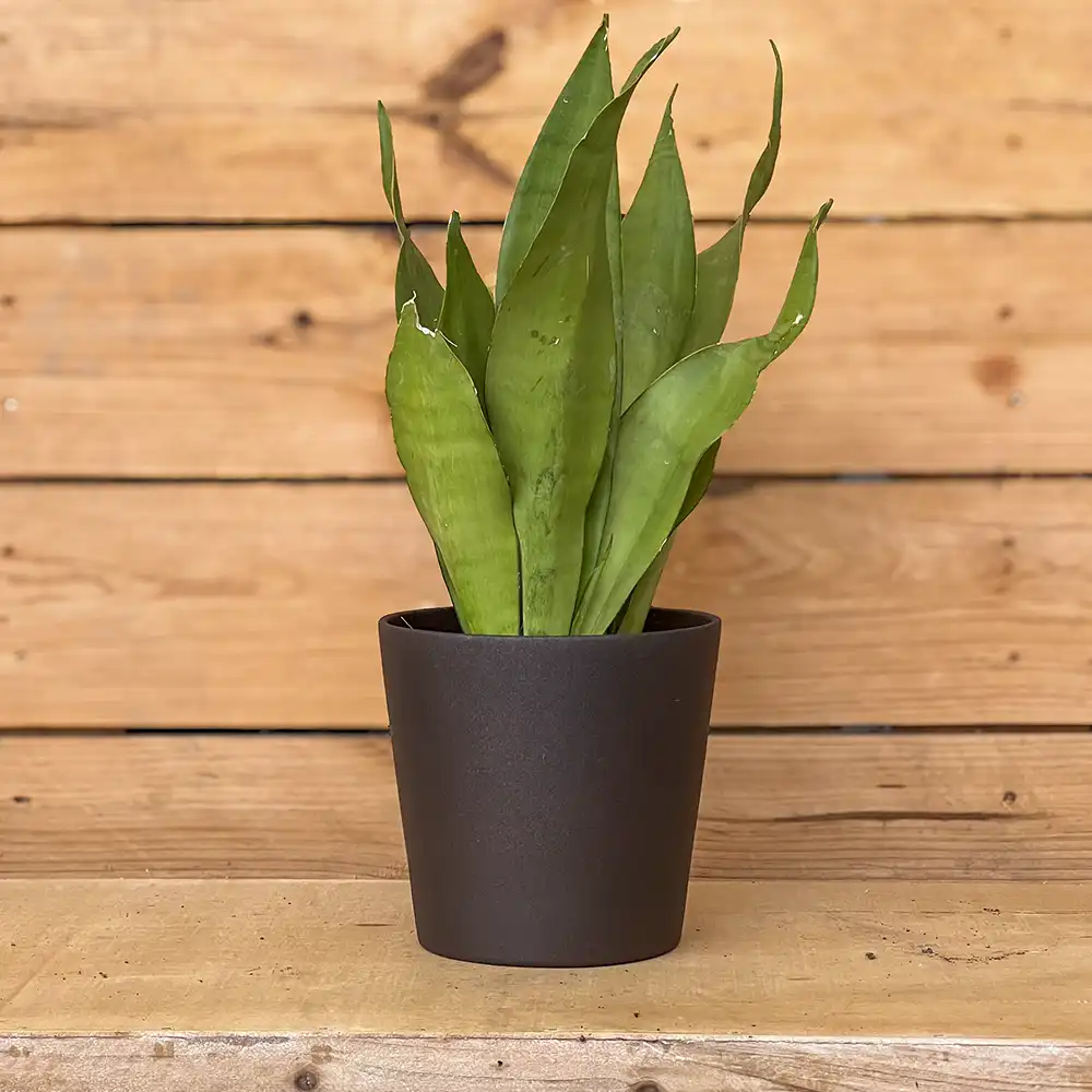 Sansevieria Moon Shine