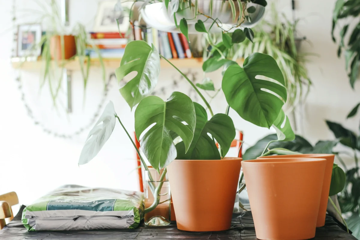 Hoja de monstera deliciosa en agua para propagar antes de las vacaciones
