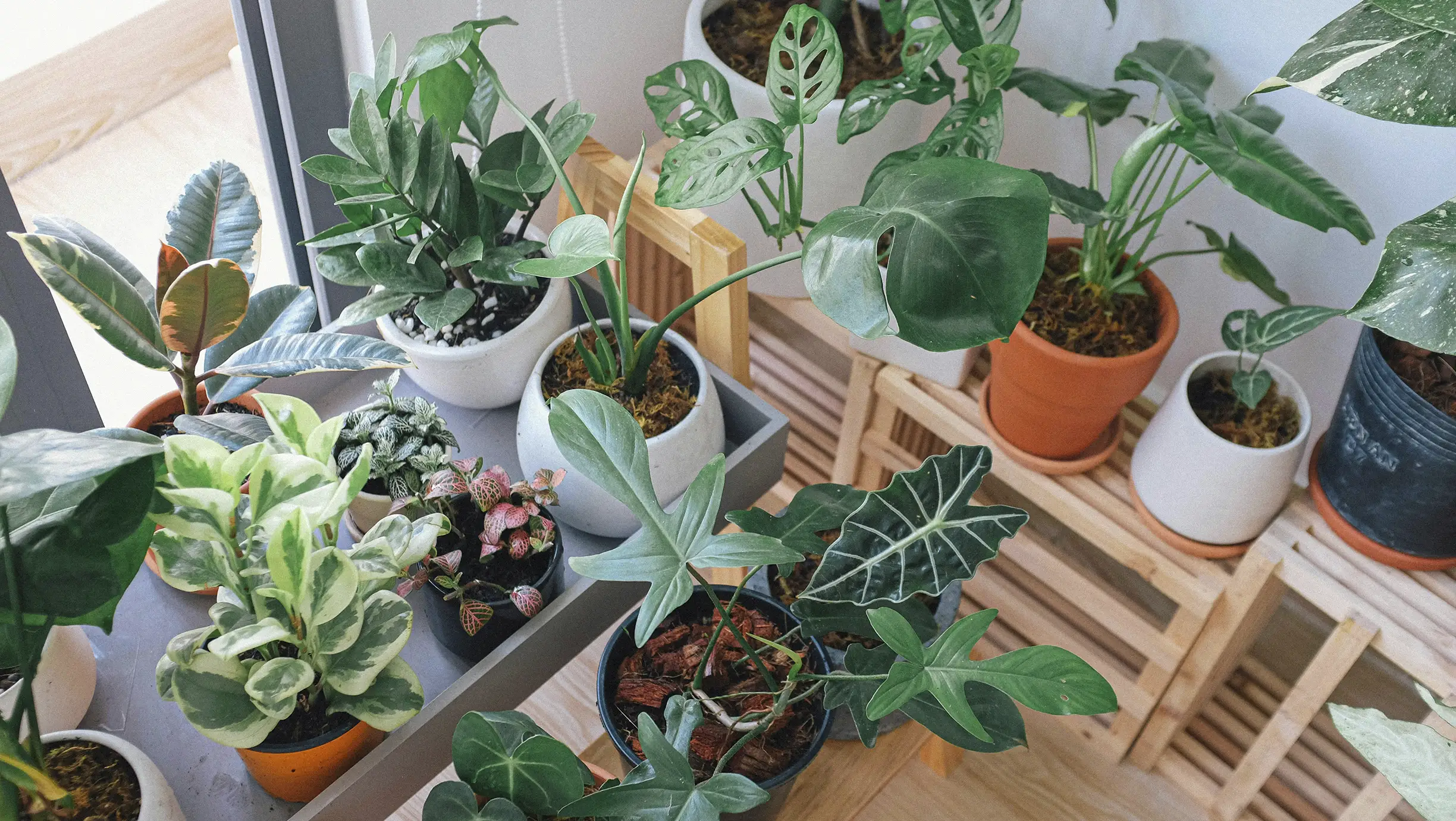 Varias plantas verdes de interior agrupadas. Alocasia, monstera, zamioculcas, zz plant, peperomia, fitonia. Como cuidar plantas durante el verano, cuidar plantas en vacaciones, agrupar plantas, conservar la humedad y utilizar autorriego.