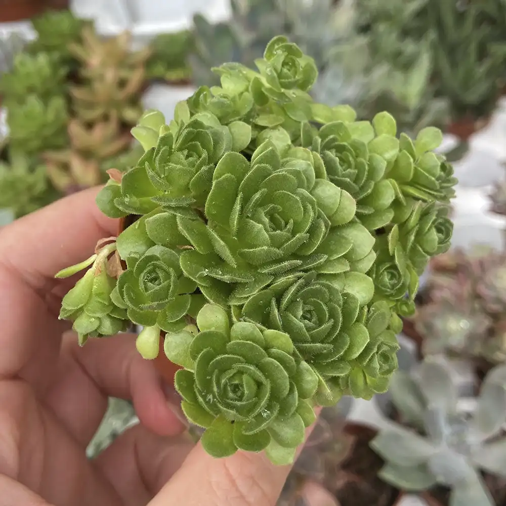Suculenta Pequeña Mix