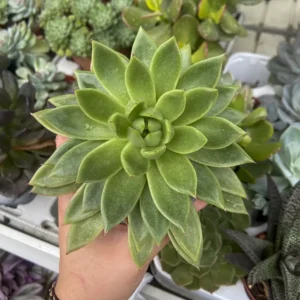Suculenta Mediana Mix