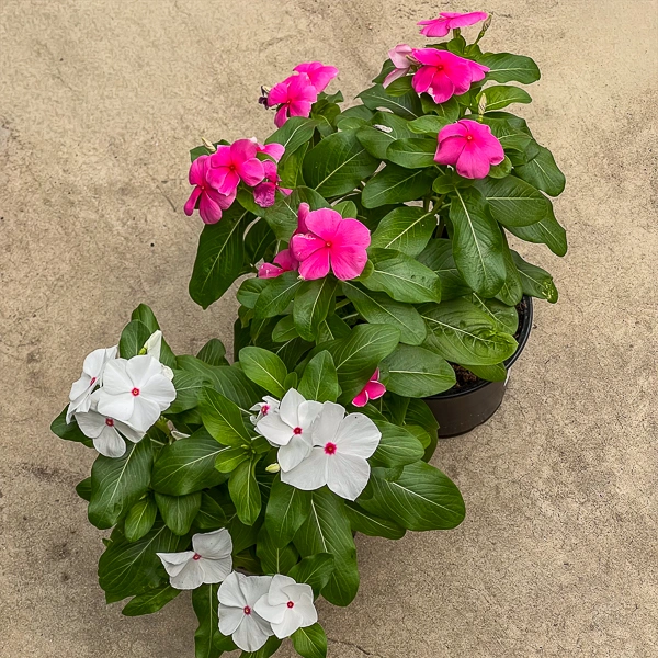 Vinca planta de exterior resistente a sol con floración continua. Planta resistente para el verano.