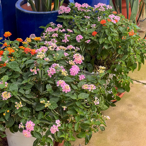 Lantana Camara Bandera planta de exterior resistente a sol. Planta resistente para el verano.