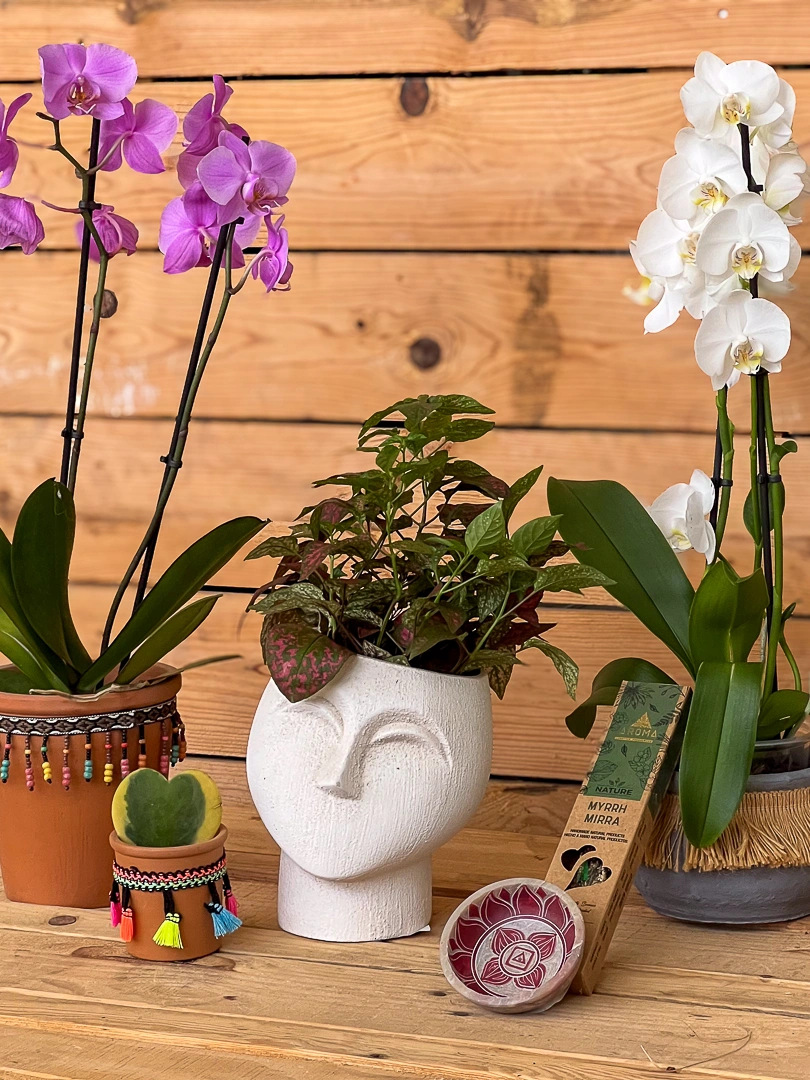 Composición decorativa con plantas de interior. Cubremacetas exóticos y decoración figurativa acompañada de orquídeas, hypoesthes o planta payasito, hoya kerri e incienso natural.