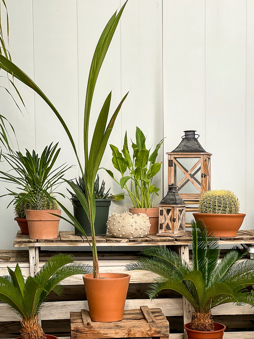 Composición decorativa con plantas, entre ellas Cocoteras, Pachypodium, Echinocactus y muchas otras especies. Rincón con un estilo exótico y elegante.