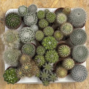 La bandeja de 20 cactus surtidos reúne una selección de pequeños cactus de diferentes formas, tamaños y especies. Son plantas resistentes, de bajo mantenimiento y perfectas para decorar cualquier espacio, crear composiciones, regalar o iniciarse en el mundo de los cactus. Gracias a su gran variedad, cada bandeja es única y ofrece una combinación de especies con diferentes texturas, espinas y tonalidades. Por su tamaño y variedad, también son una opción original para regalos, detalles para bodas, comuniones, bautizos, cumpleaños y otros eventos. Puedes utilizarlas como pequeños detalles para invitados, regalos personalizados o elementos decorativos para una celebración.