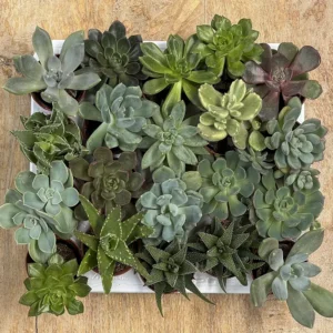 La bandeja de suculentas surtidas reúne una selección de pequeñas plantas suculentas de diferentes variedades, formas, colores y texturas. Son plantas muy decorativas y, en general, fáciles de cuidar, ideales para crear composiciones, decorar pequeños espacios o iniciarse en el mundo de las suculentas. Cada bandeja puede incluir una combinación diferente de variedades, por lo que cada ejemplar es único. Comprar suculentas online.