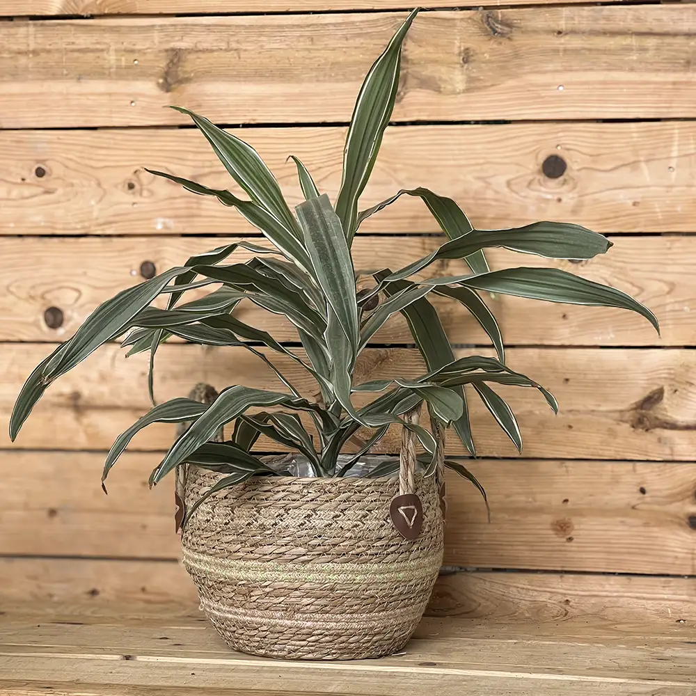 Cesto de mimbre natural con asas, ideal para aportar un toque rústico y acogedor a la decoración de tu hogar. Su diseño trenzado y sus materiales naturales lo convierten en un complemento versátil para organizar y decorar cualquier espacio.