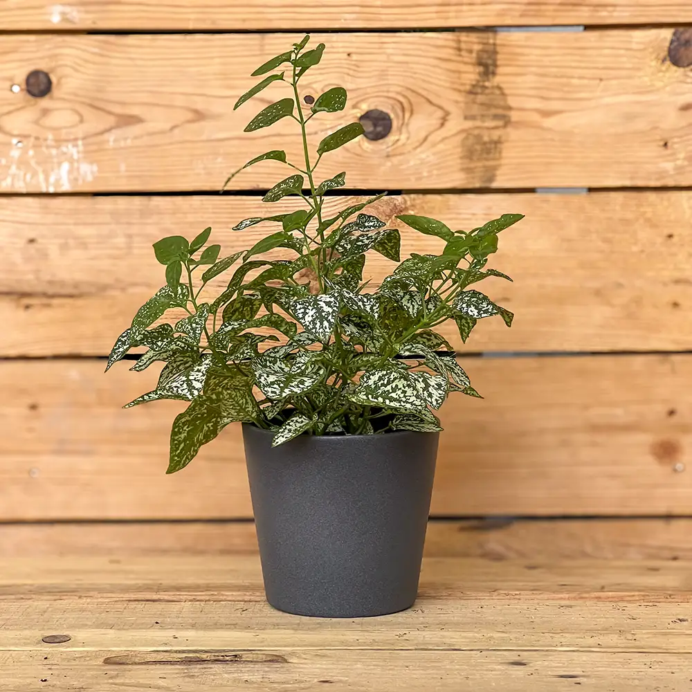 La Hypoestes phyllostachya es una pequeña planta de interior de hojas decorativas, también conocida como planta de lunares o planta de puntos. Sus hojas, salpicadas de manchas de diferentes colores, aportan un toque alegre y original a cualquier espacio. Disponible en colores surtidos según disponibilidad, es una opción perfecta para decorar estanterías, mesas, escritorios o crear composiciones con otras plantas de interior. Compra esta planta online con envío a toda la España peninsular o recógela en nuestro centro de jardinería de Don Benito (Badajoz).