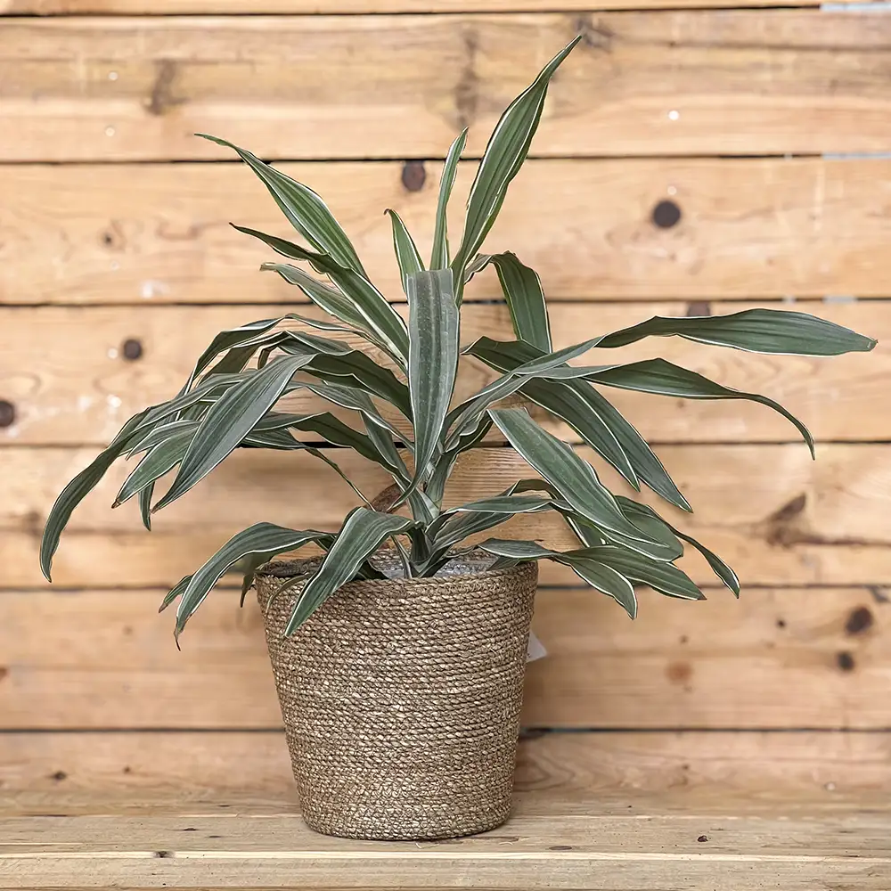 Macetero decorativo de seagrass natural con un elegante acabado trenzado, ideal para aportar textura y calidez a la decoración de tu hogar. Su diseño sencillo y natural combina a la perfección con plantas de interior y diferentes estilos decorativos.