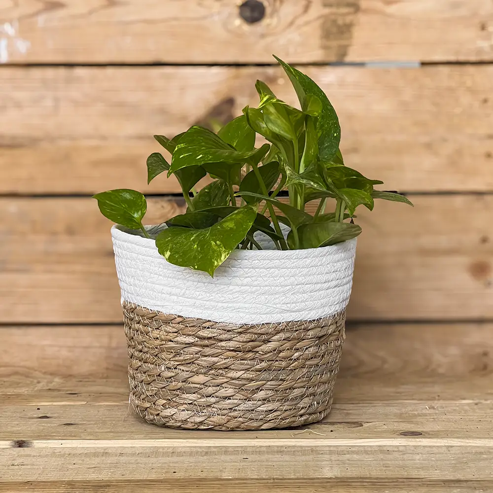 Macetero de anea natural con borde blanco, perfecto para aportar un toque cálido y natural a la decoración de tu hogar. Su diseño trenzado combina fibras naturales y un acabado claro que encaja fácilmente en cualquier ambiente con plantas de interior.