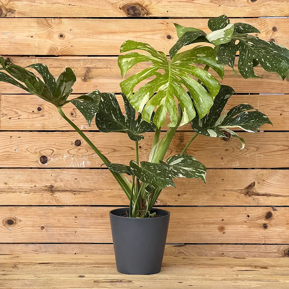 Monstera variegada Envío 24/48H Comprar online planta exótica