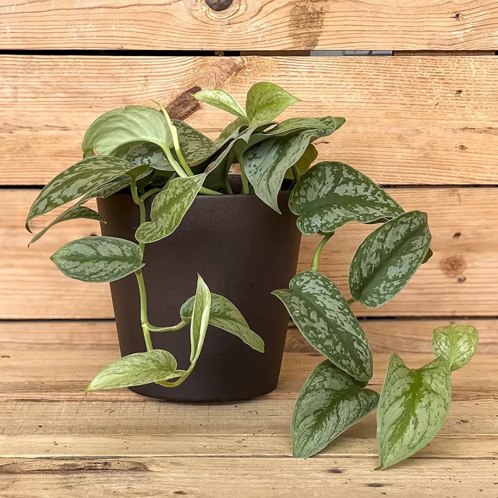 l pothos plateado (Scindapsus pictus) es una espectacular planta de interior de origen tropical, reconocida por sus hojas aterciopeladas en forma de corazón y sus característicos dibujos en tonos plateados. También conocido como pothos japonico, es una planta de porte colgante o trepador que aporta un toque exótico y elegante a la decoración. Su follaje, con el contraste entre el verde intenso y las manchas plateadas, hace que cada ejemplar tenga un aspecto muy especial. Es ideal para colocar en estanterías, muebles, macetas colgantes o rincones luminosos, dejando que sus tallos caigan de forma natural. Compra esta planta online con envío a toda la España peninsular o recógela en nuestro centro de jardinería de Don Benito (Badajoz).