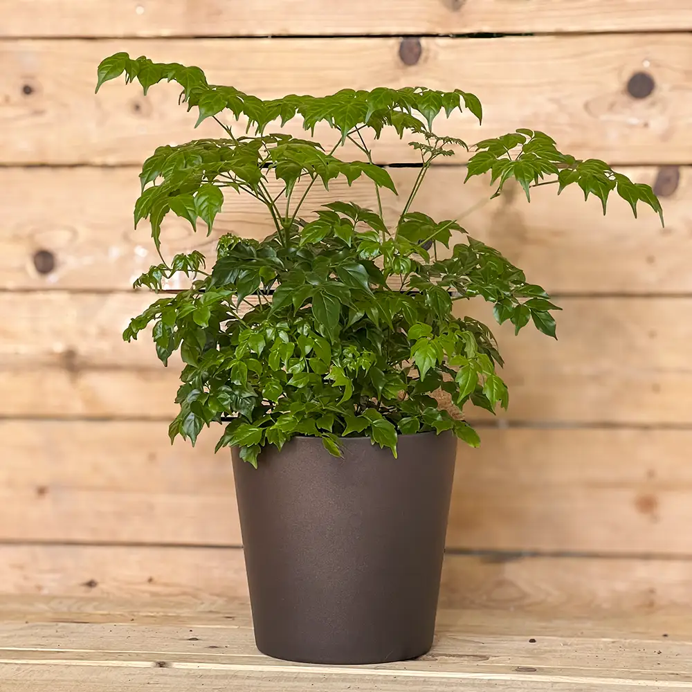 La Radermachera sinica es una elegante planta de interior que destaca por sus hojas verdes, brillantes y delicadamente divididas, que aportan frescura y un toque natural a cualquier estancia. Ideal para decorar salones, dormitorios y espacios luminosos.