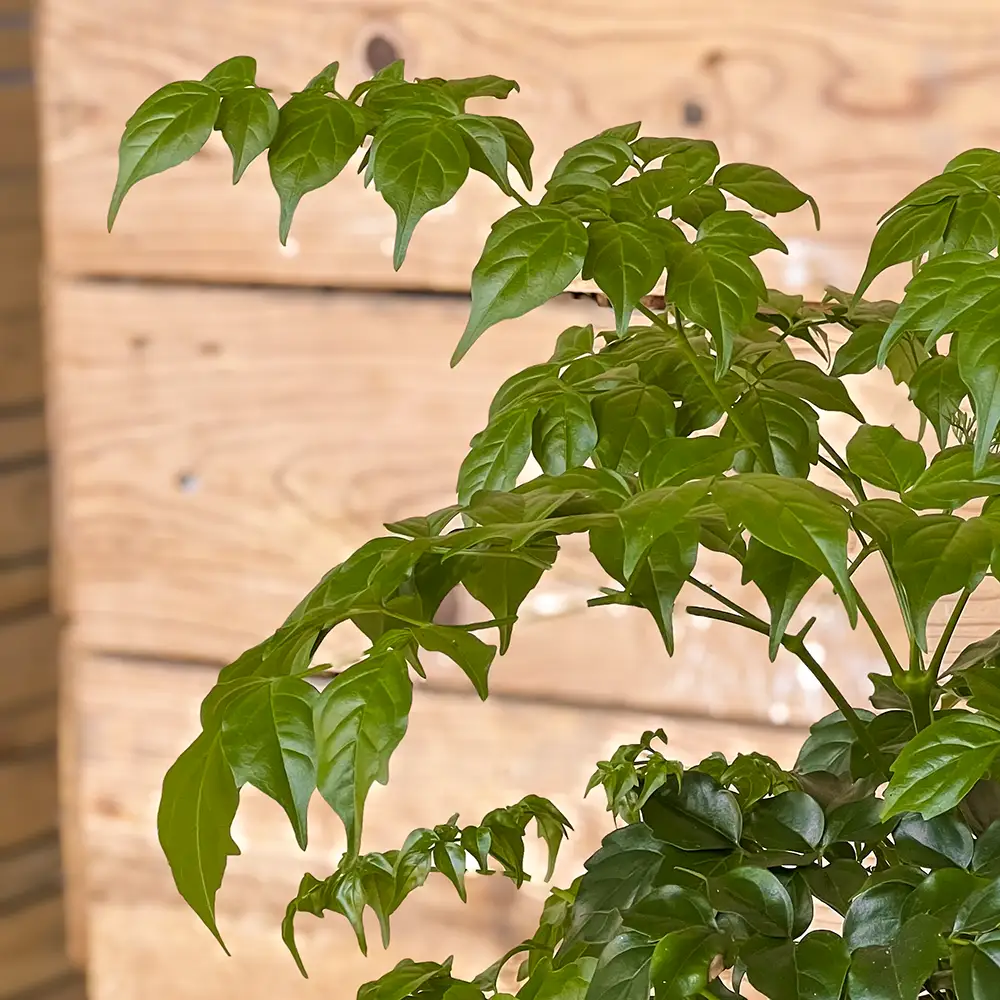 La Radermachera sinica es una elegante planta de interior que destaca por sus hojas verdes, brillantes y delicadamente divididas, que aportan frescura y un toque natural a cualquier estancia. Ideal para decorar salones, dormitorios y espacios luminosos.