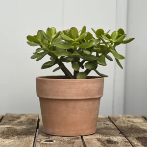 El árbol de jade variegado (Crassula ovata variegada) es una planta de interior muy valorada por el espectacular contraste de colores de sus hojas. Resistente, fácil de cuidar y de crecimiento lento, es perfecta para quienes buscan una planta decorativa y duradera.