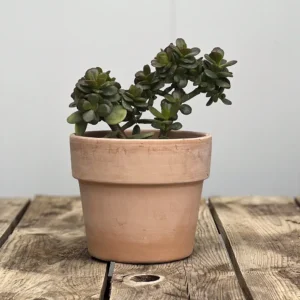 El árbol de jade compacto (Crassula ovata 'Crosby's Compact') es una de las suculentas más apreciadas por su tamaño reducido, su gran resistencia y su sencillo mantenimiento. Una planta perfecta tanto para principiantes como para coleccionistas que buscan una especie elegante y duradera.