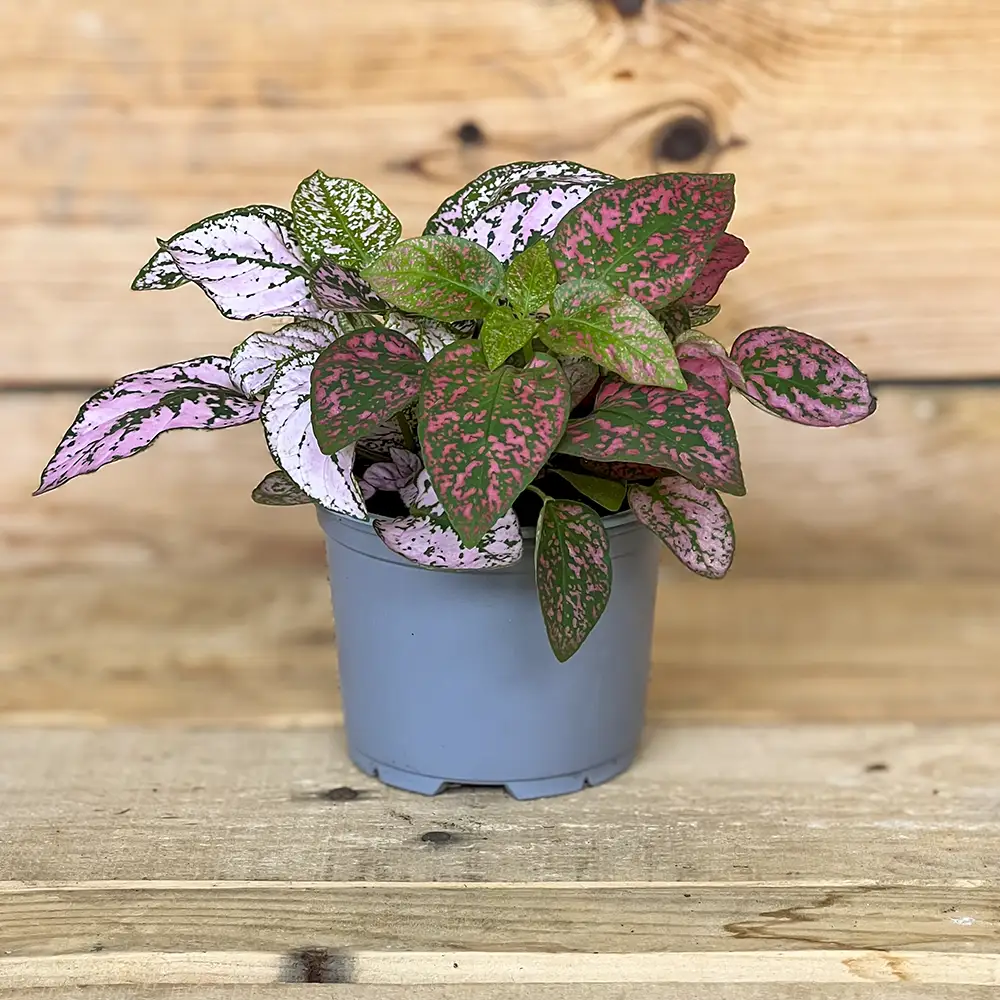 La Hypoestes phyllostachya es una pequeña planta de interior de hojas decorativas, también conocida como planta de lunares o planta de puntos. Sus hojas, salpicadas de manchas de diferentes colores, aportan un toque alegre y original a cualquier espacio. Disponible en colores surtidos según disponibilidad, es una opción perfecta para decorar estanterías, mesas, escritorios o crear composiciones con otras plantas de interior. Compra esta planta online con envío a toda la España peninsular o recógela en nuestro centro de jardinería de Don Benito (Badajoz).