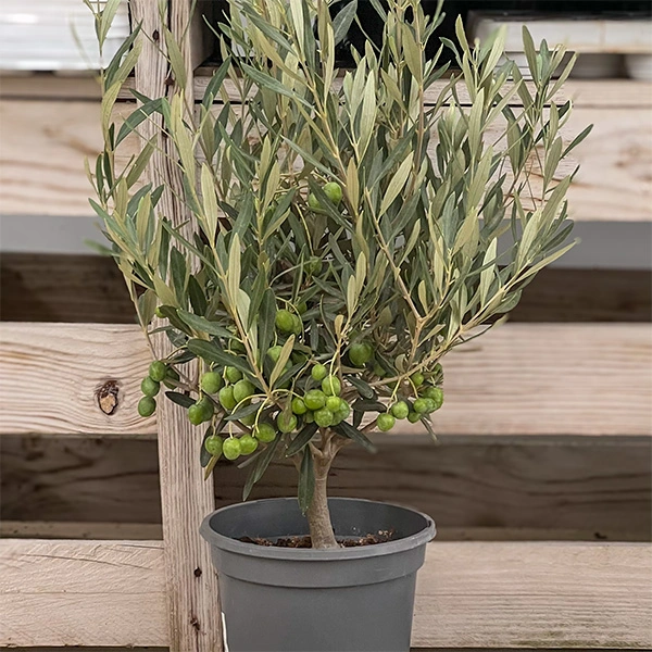Olivo bonsái planta de exterior resistente a sol. Planta resistente para el verano. Estilo mediterráneo.