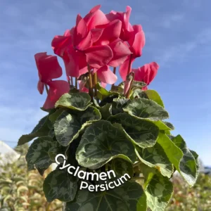 Cyclamen persicum planta de exterior ciclamen planta con flor