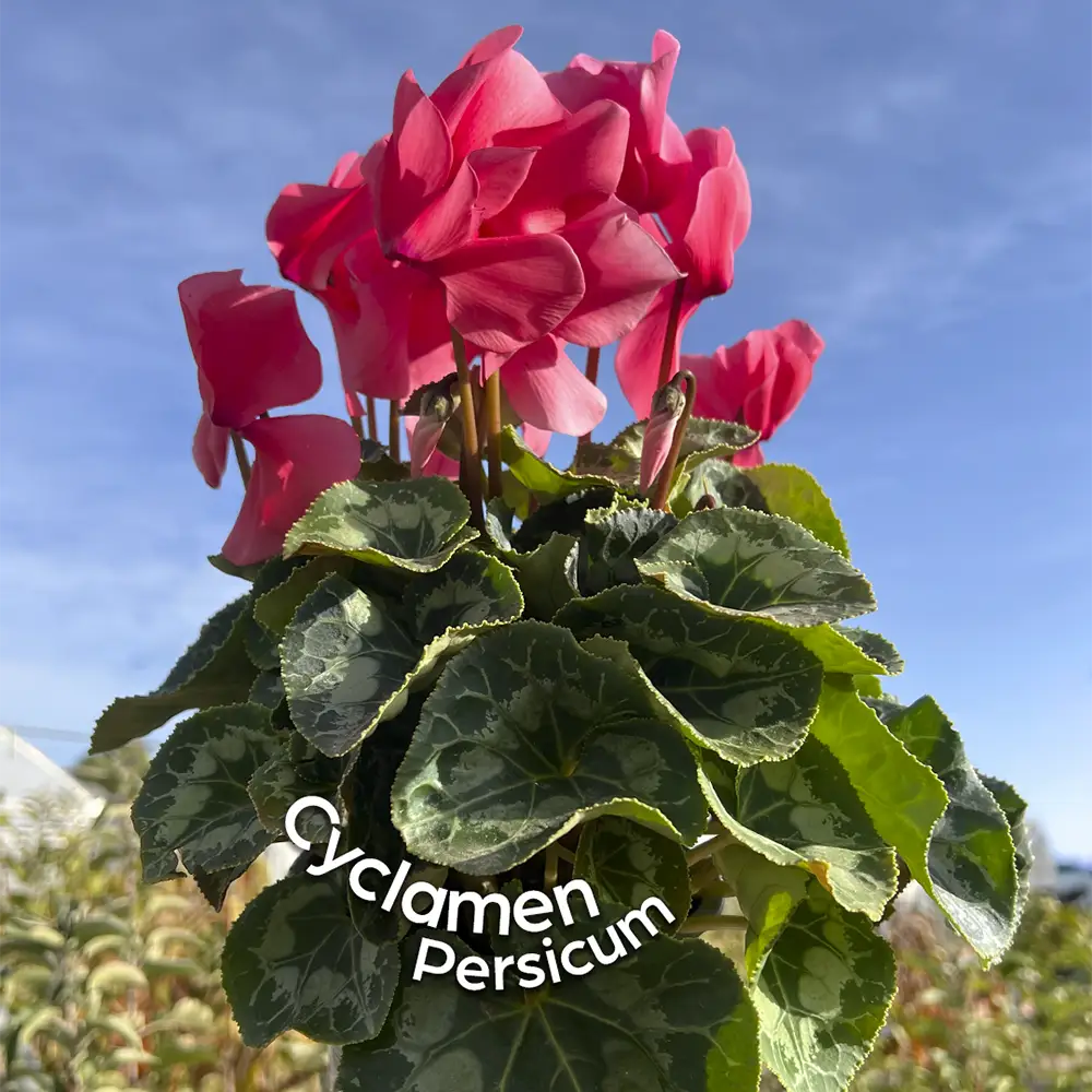 Cyclamen persicum planta de exterior ciclamen planta con flor