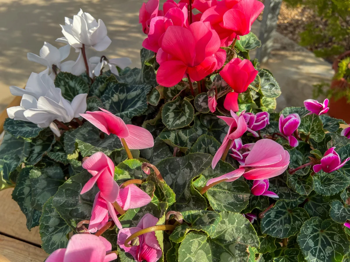 Ciclamen en flor con flores rosas en maceta, ciclamen en flor colocado en un espacio exterior luminoso