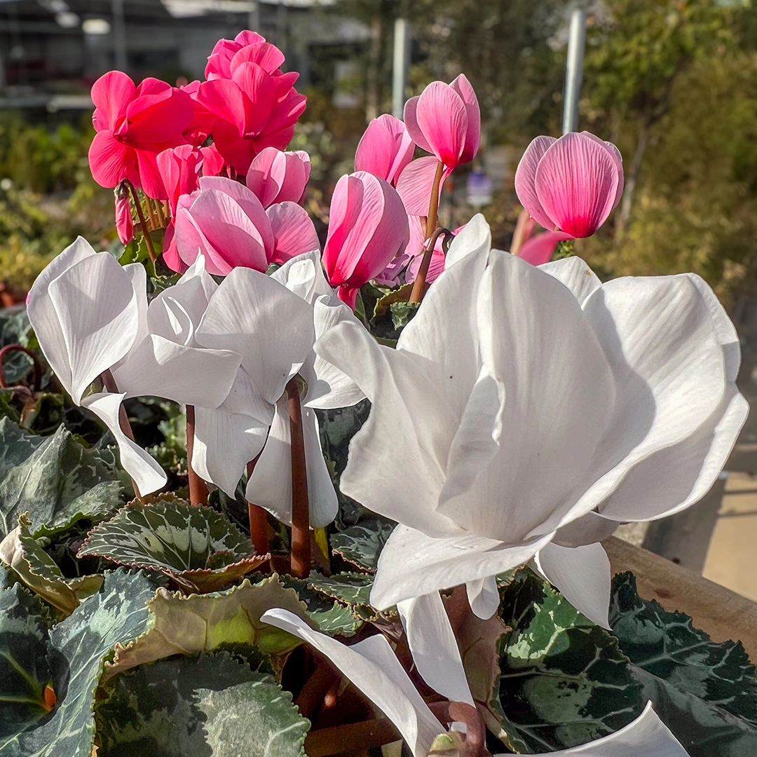 Ciclamen de flores blancas en maceta.