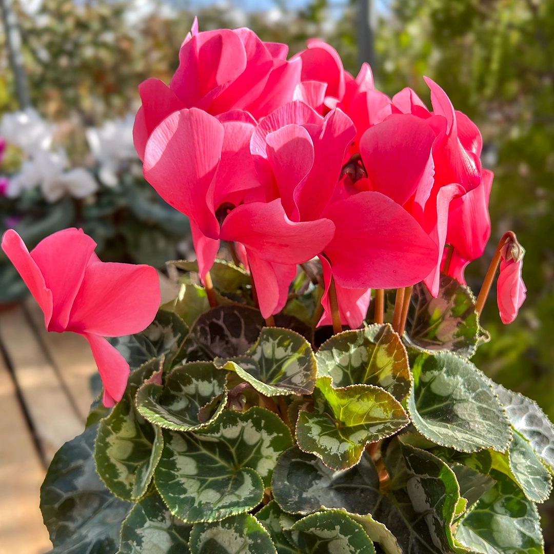 Ciclamen en flor con flores rosas en maceta. El ciclamen es una de las plantas protagonistas del otoño. Descubre cómo cuidarlo en flor, mantener su floración y qué hacer cuando sus flores están caídas o marchitas. Ciclamen en flor cuidados.