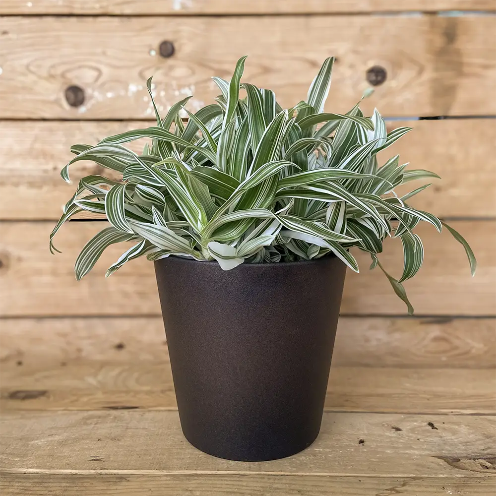 Murdannia Variegada planta resistente, hojas estrechas y alargadas, decoradas con franjas longitudinales verdes y blancas. Compra online con envío a España peninsular.