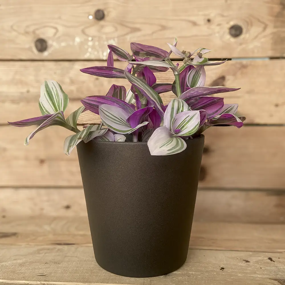 Tradescantia Nanouk planta resistente y colgante, compra online con envío a España peninsular