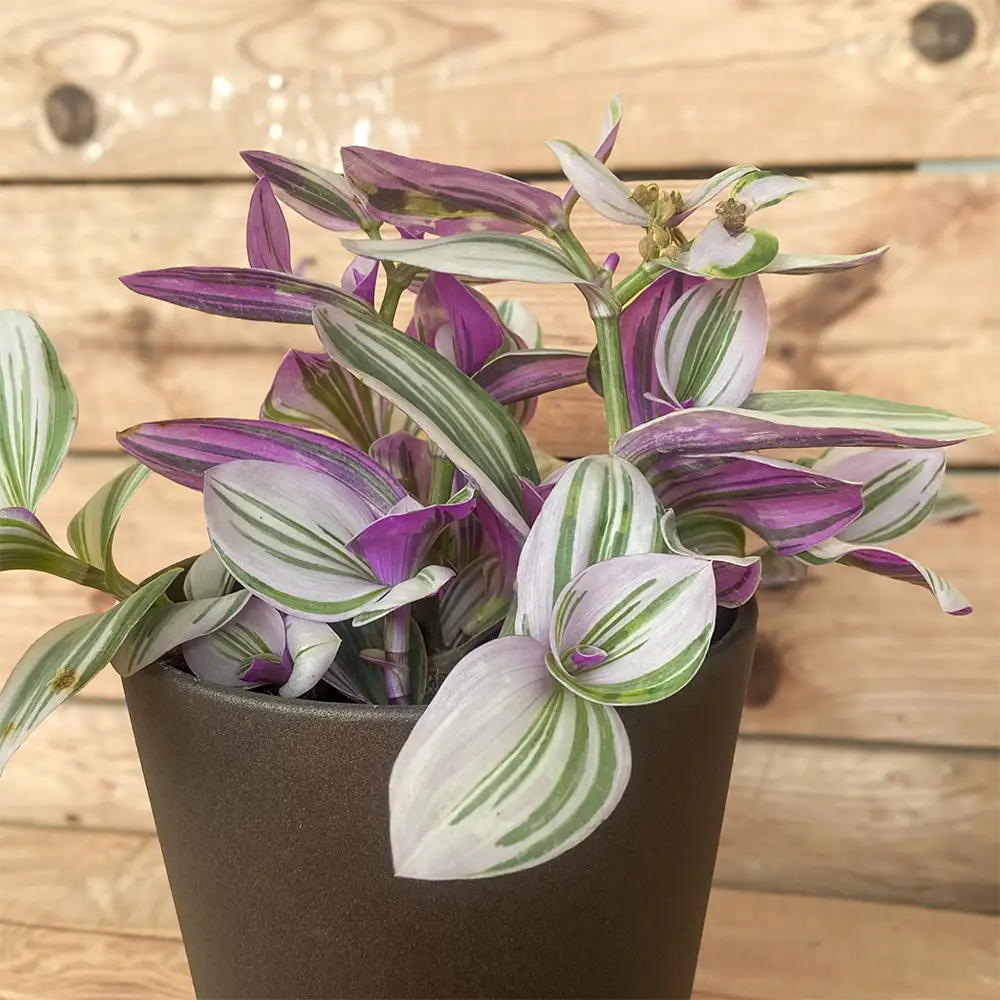 Tradescantia Nanouk planta resistente y colgante, compra online con envío a España peninsular