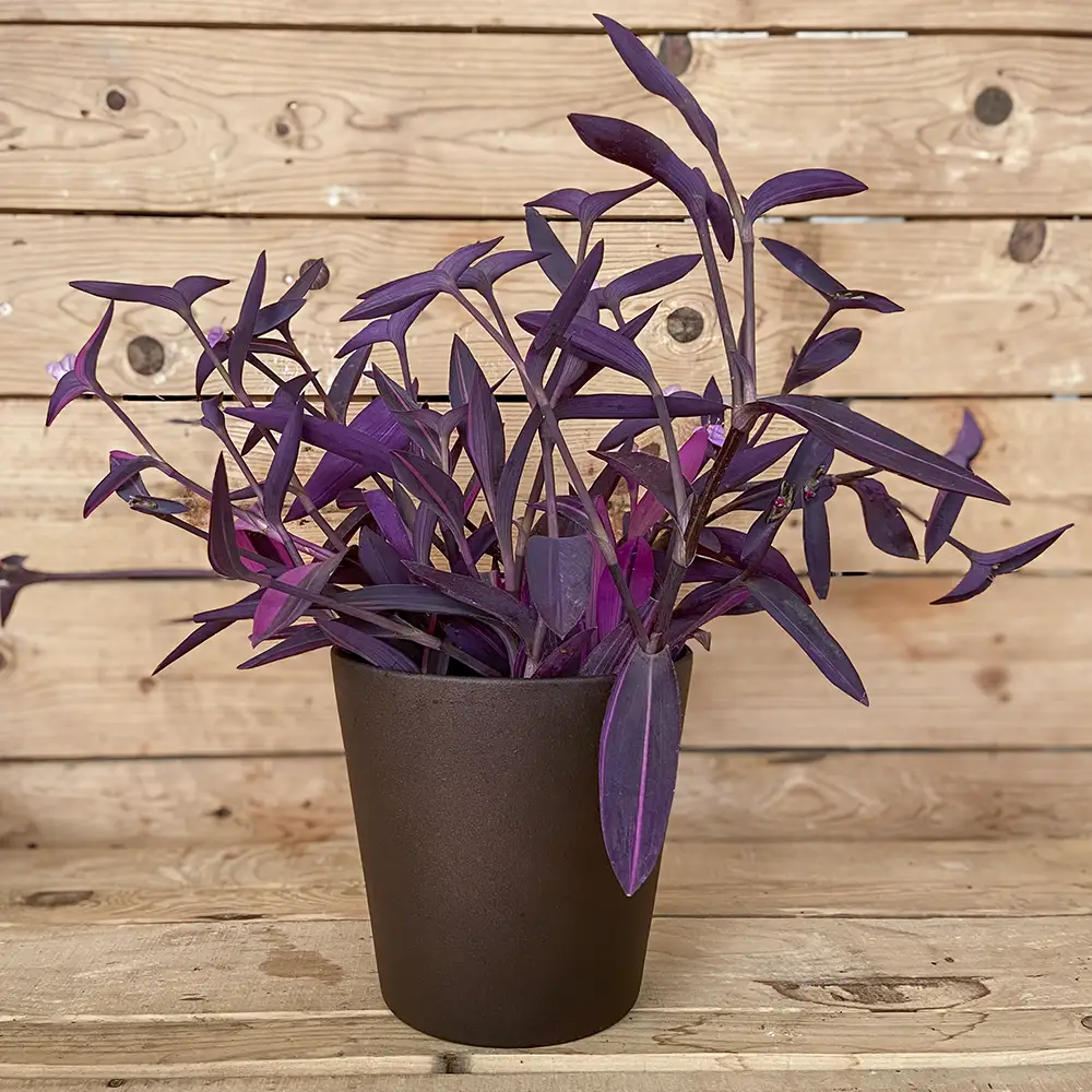 Tradescantia Pallida planta resistente y colgante, compra online con envío a España peninsular