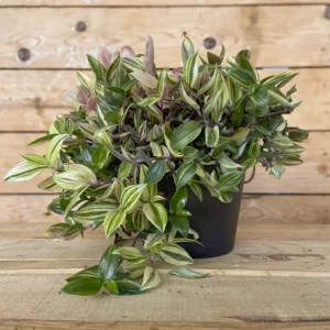 Tradescantia Quadricolor planta resistente y colgante, compra online con envío a España peninsular