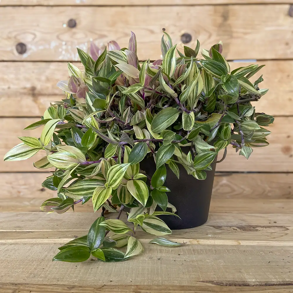 Tradescantia Quadricolor planta resistente y colgante, compra online con envío a España peninsular