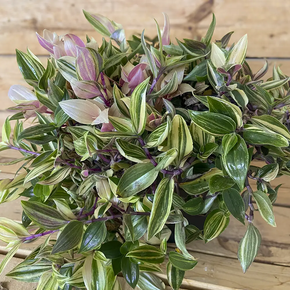 Tradescantia Quadricolor planta resistente y colgante, compra online con envío a España peninsular