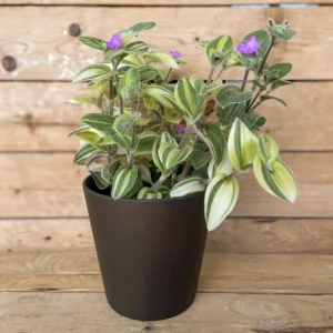 Tradescantia Sillamontaa planta resistente y colgante, compra online con envío a España peninsular