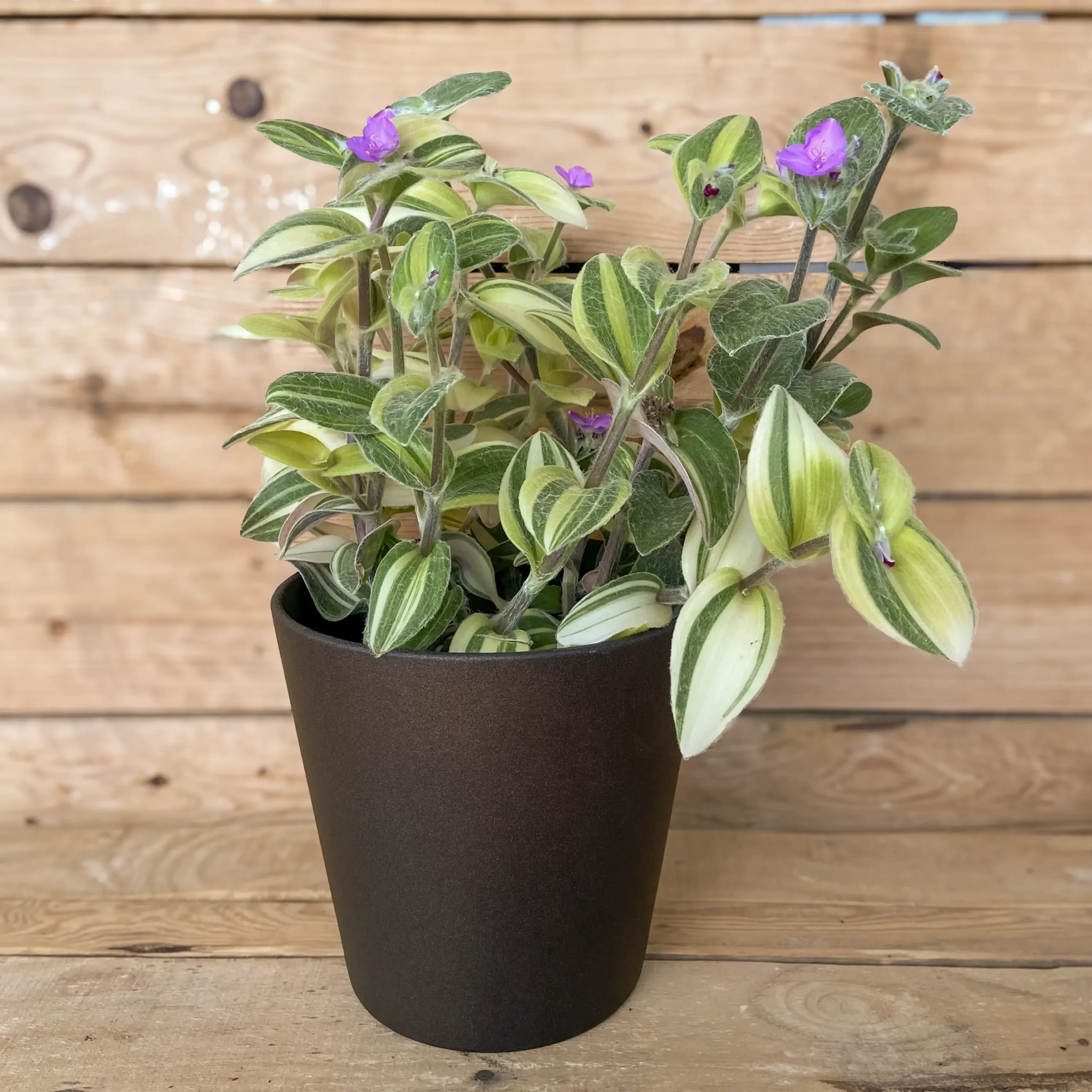 Tradescantia Sillamontaa planta resistente y colgante, compra online con envío a España peninsular