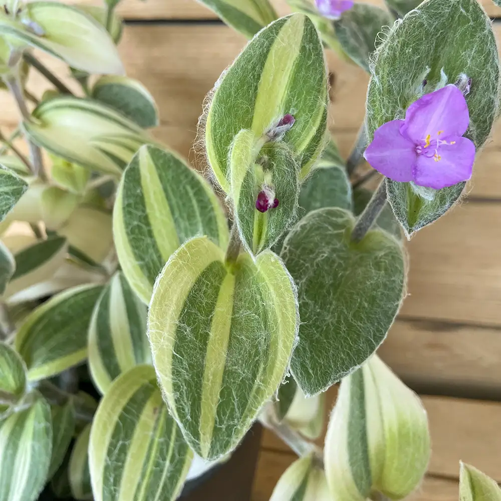 Tradescantia Sillamontaa planta resistente y colgante, compra online con envío a España peninsular
