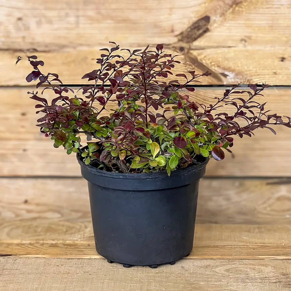 Compra Berberis thunbergii ‘Atropurpurea Nana’, un arbusto compacto de hojas púrpuras para exterior. Envío a España peninsular o recogida en Dijardín, Don Benito. Hojas rojo púrpura del arbusto Berberis thunbergii Atropurpurea Nana. Agracejo japonés en otoño.
