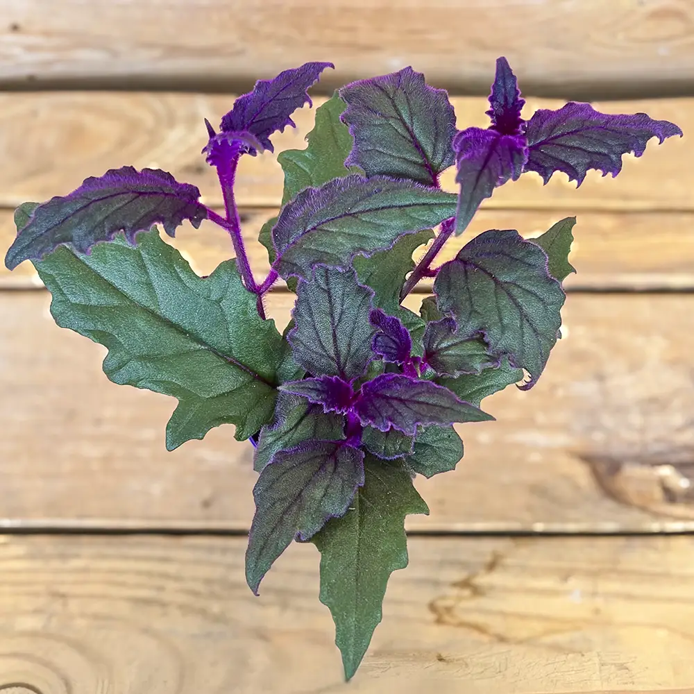 Gynura aurantiaca o planta terciopelo cultivada en maceta. Hojas verdes con reflejos púrpuras de la planta Purple Passion. Compra online con envío a toda España peninsular.