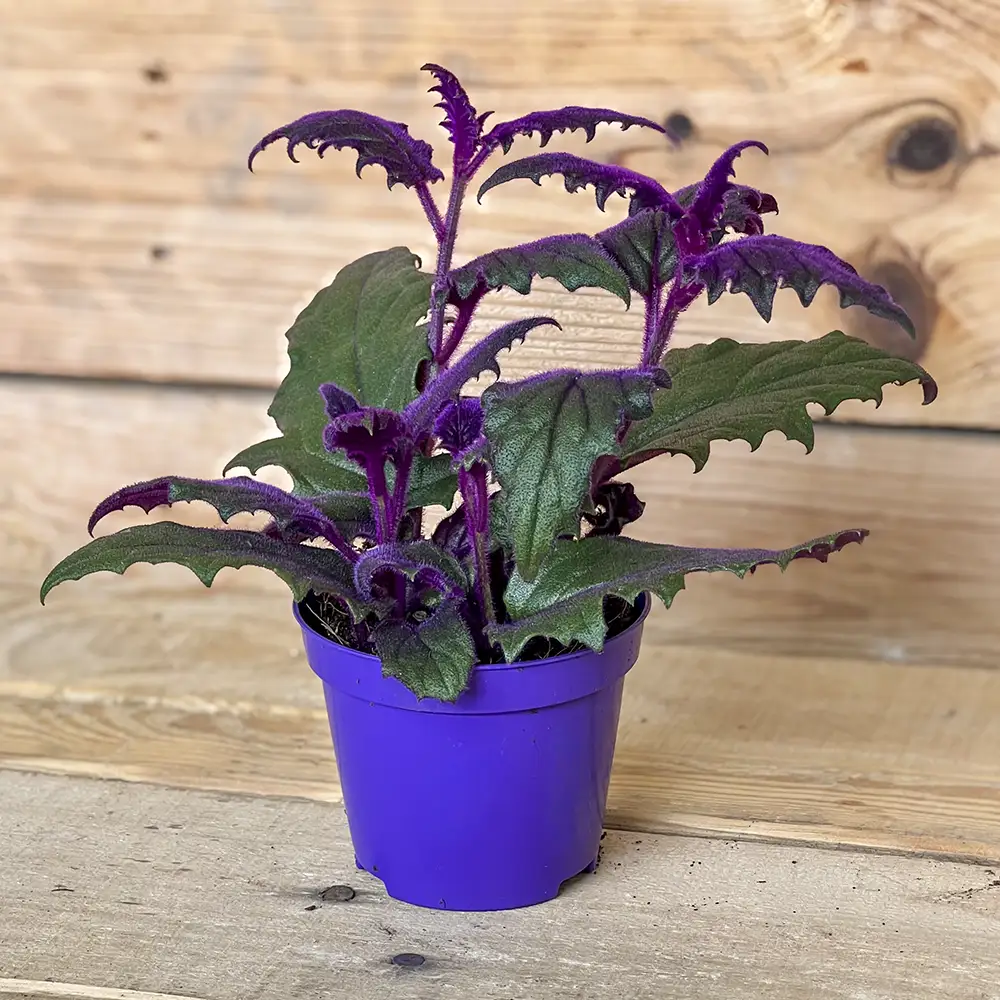 Gynura aurantiaca Purple Passion, planta terciopelo de hojas verdes y púrpuras.Compra esta planta online con envío a toda la España peninsular o recógela en nuestro centro de jardinería de Don Benito (Badajoz).