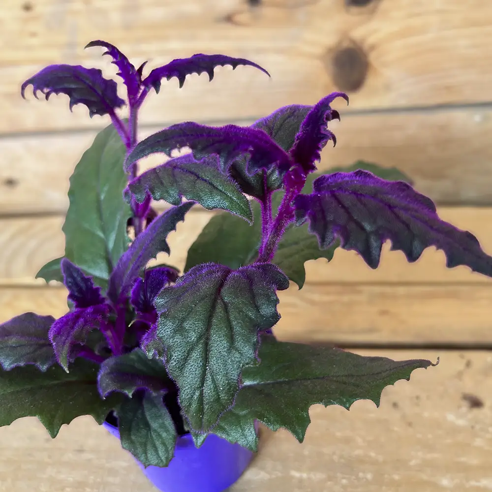 Planta terciopelo Purple Passion de interior. Hojas verdes con reflejos púrpuras de la planta Gynura aurantiaca con tallos alargados y hojas aterciopeladas. Compra esta planta online con envío a toda la España peninsular o recógela en nuestro centro de jardinería de Don Benito (Badajoz).