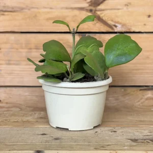 Hoya kerrii